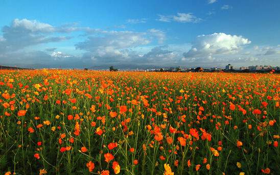 學(xué)習(xí)國外苗木行業(yè)經(jīng)驗(yàn)，搶先了解國內(nèi)市場動(dòng)態(tài)