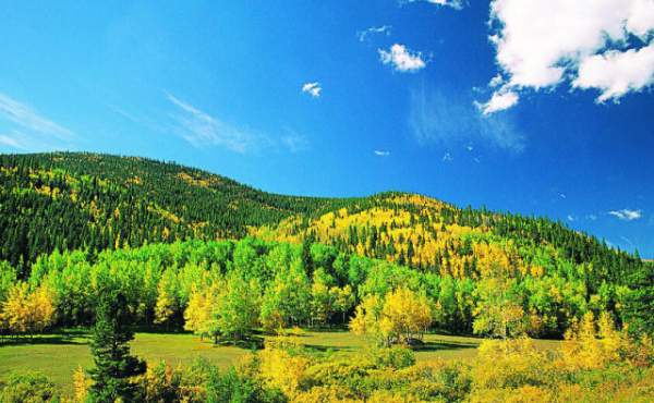 學(xué)習(xí)國外苗木行業(yè)經(jīng)驗(yàn)，搶先了解國內(nèi)市場動(dòng)態(tài)