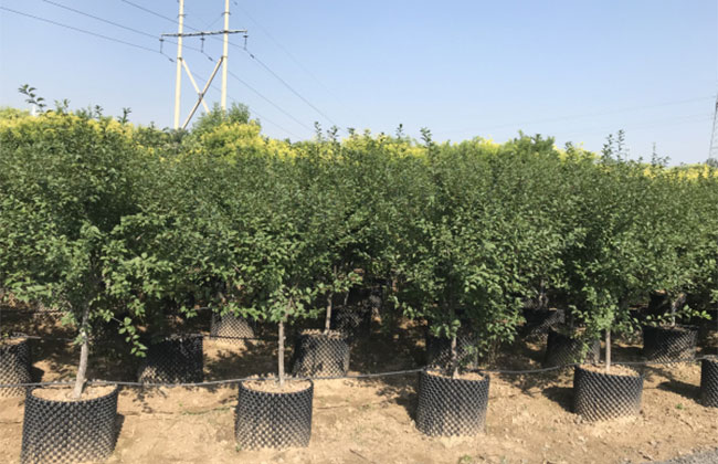 2020年綠化苗木發(fā)展行情如何？