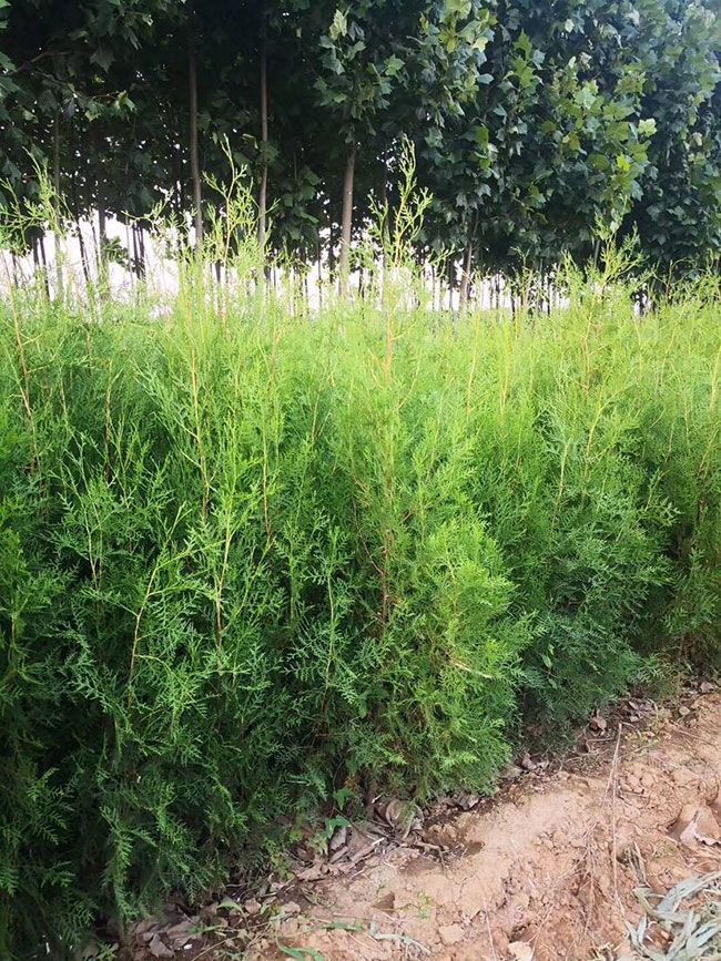 2020年綠化苗木發(fā)展行情如何？