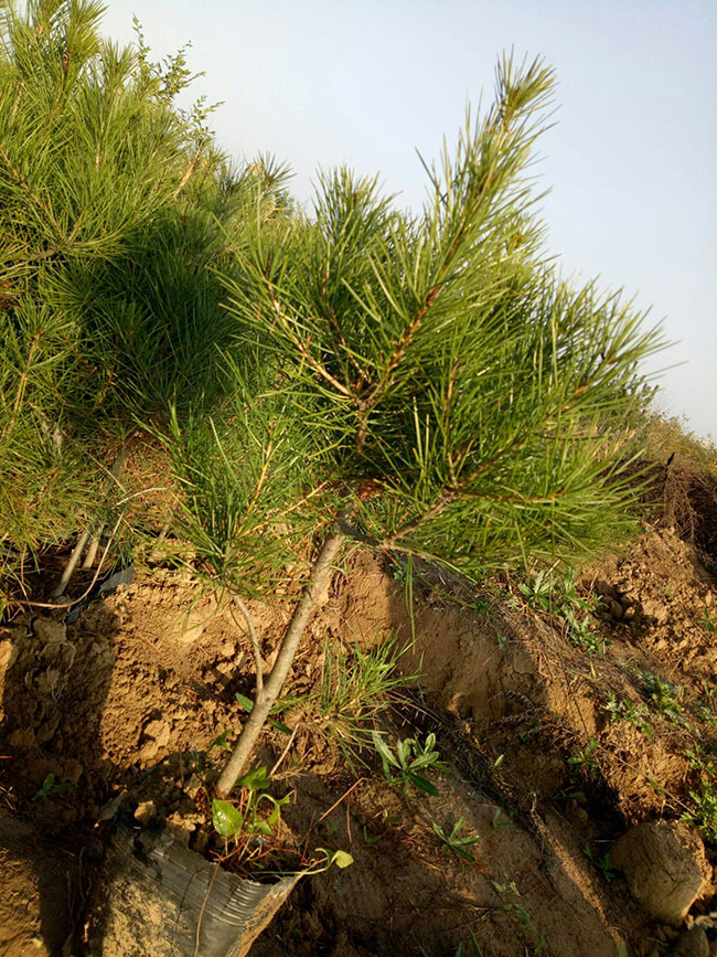 2020年綠化苗木發(fā)展行情如何？