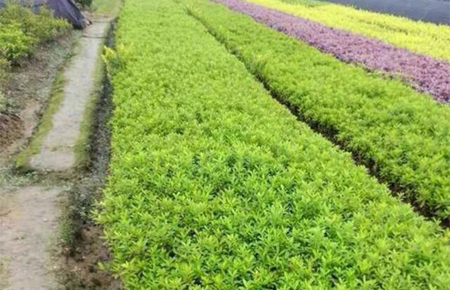 2020年綠化苗木發(fā)展行情如何？