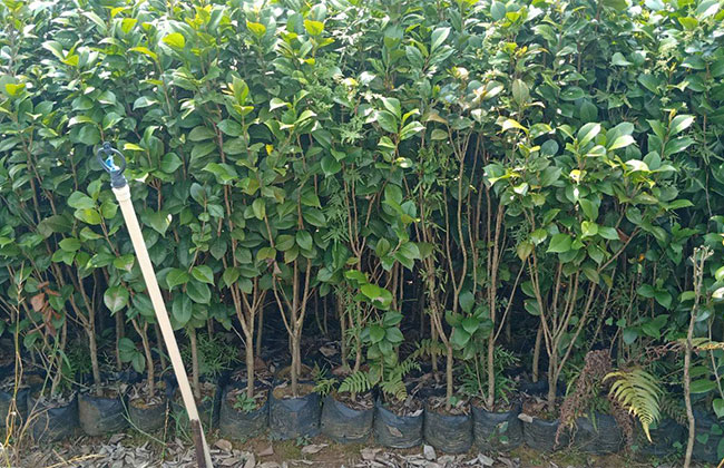 2020年綠化苗木發(fā)展行情如何？