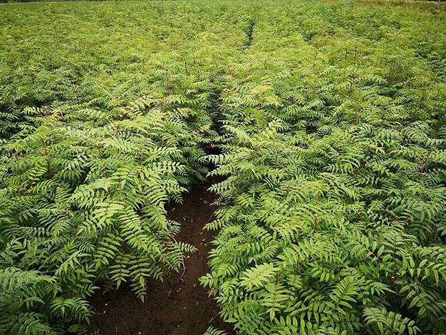 大規(guī)模國(guó)土綠化扮靚美麗中國(guó) 大規(guī)模國(guó)土綠化扮靚美麗中國(guó)