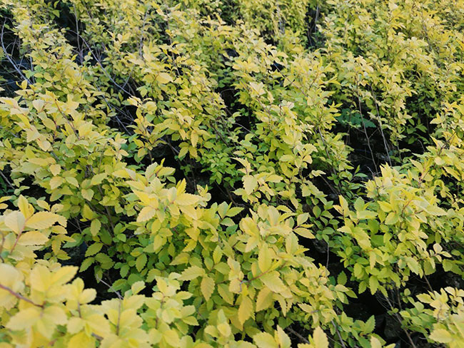 大規(guī)模國(guó)土綠化扮靚美麗中國(guó) 大規(guī)模國(guó)土綠化扮靚美麗中國(guó)