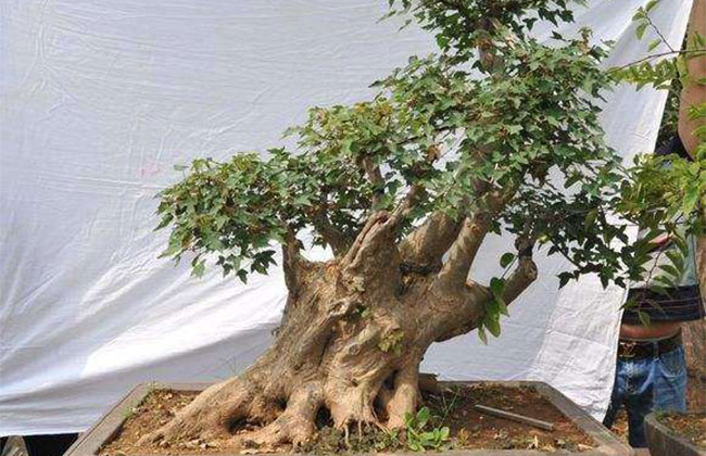 可以做盆景的樹有哪些?盆景樹種大全介紹 可以做盆景的樹有哪些?盆景樹種大全介紹